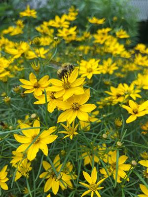 Native Plants